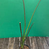 Sanservieria cylindrica, organically grown succulent plants for sale at TOMsFLOWer CLUB.