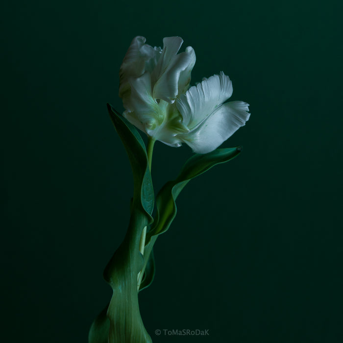 White Tulip as ART PAPER PRINT by © Tomas Rodak, TOMs FLOWer CLUB, from 10x10cm up to 50x50cm available for unlimited sale.