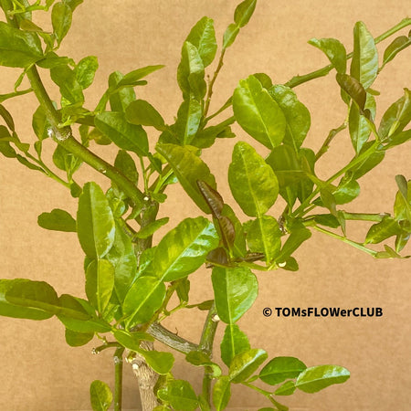 Citrus Hystrix, Kaffir lime, organically grown tropical plants for sale at TOMsFLOWer CLUB.