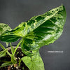 Syngonium podophyllum Mojito, organically grown tropical plants for sale at TOMsFLOWer CLUB.