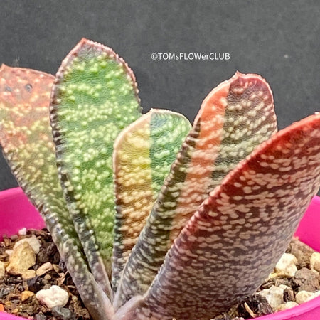 Gasteria Batesiana Aurea Variegata, organically grown succulent plants for sale at TOMsFLOWer CLUB.