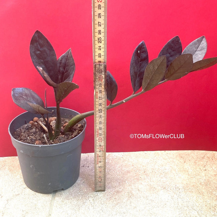 Zamioculcas Zamiifolia Black Raven, organically grown tropical plants for sale at TOMs FLOWer CLUB.