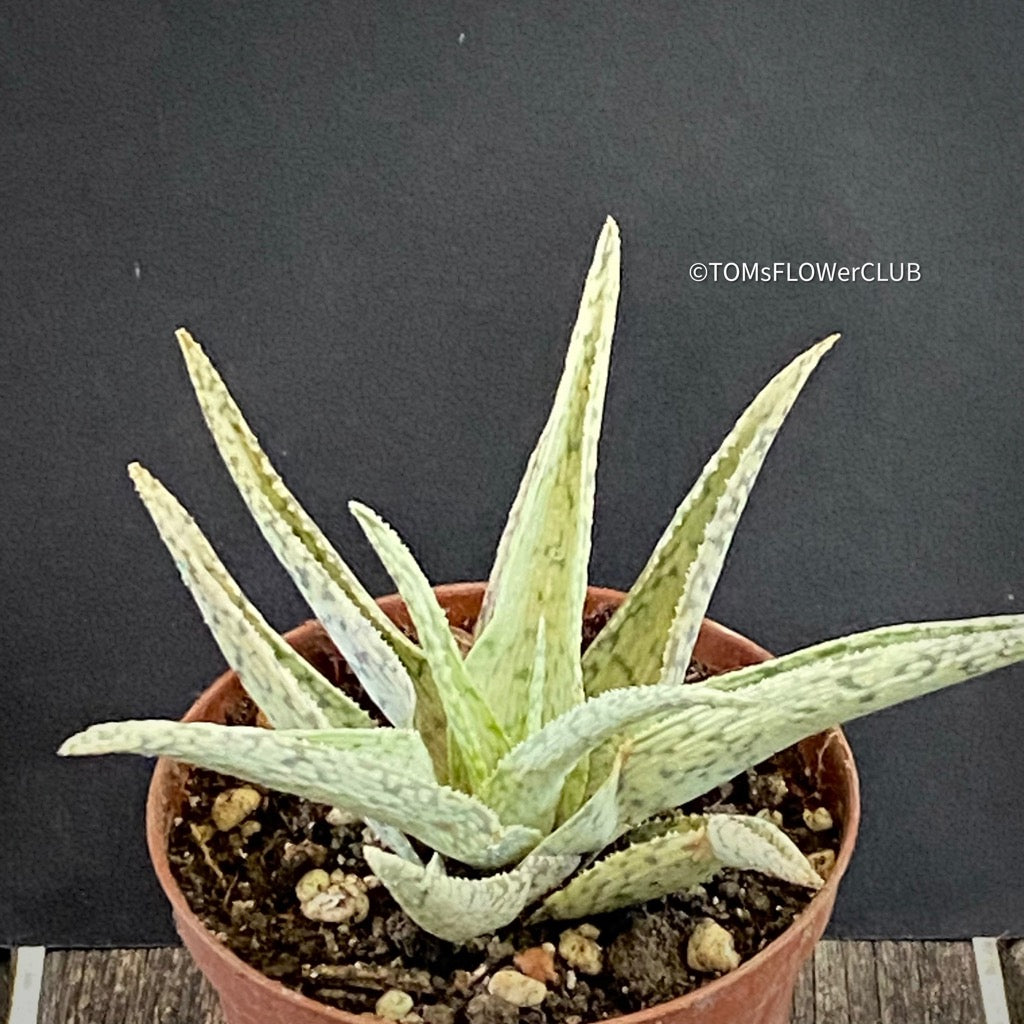 Aloe Rauhii Snow Flake | organic succulent plants