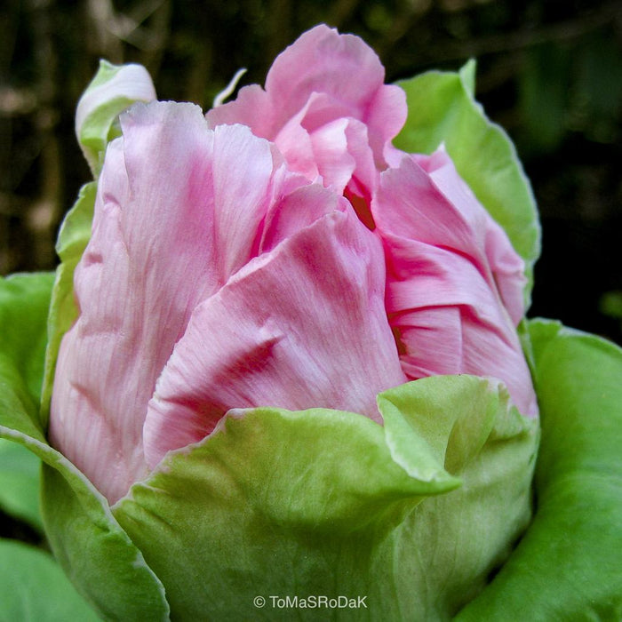 Pink peony in blossom, still life floral art photography by Tomas Rodak, photo behind the acrylic glas made by White Wall / LUMAS; offered for sale by TOMs FLOWer CLUB.