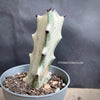 Euphorbia lactea alba, white- grey ghost, organically grown succulent plants for sale at TOMsFLOWer CLUB