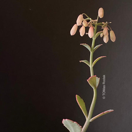 Orange flowering Kalanchoe Fedtschenkoi Variegata in black background as ART PAPER PRINT by © Tomas Rodak, TOMs FLOWer CLUB, from 10x10cm to 50x50cm available for unlimited sale.