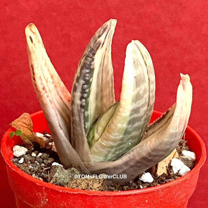 Gasteria Salad Cream, organically grown succulent plants for sale at TOMsFLOWer CLUB.