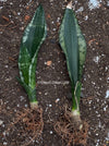 Sansevieria Trifasciata Banded Nelsonii, organically grown succulent plants for sale at TOMsFLOWer CLUB.