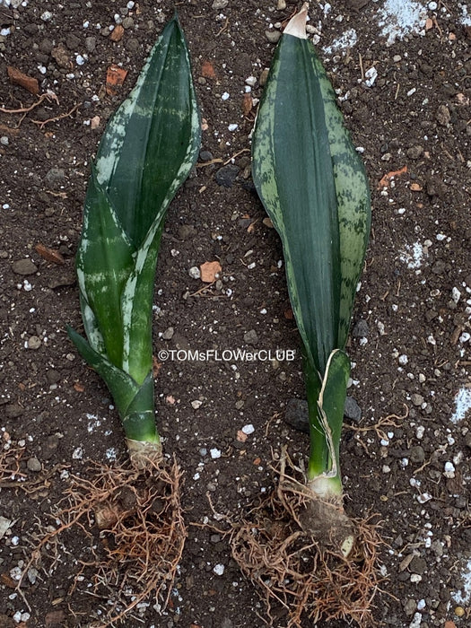 Sansevieria Trifasciata Banded Nelsonii, organically grown succulent plants for sale at TOMsFLOWer CLUB.
