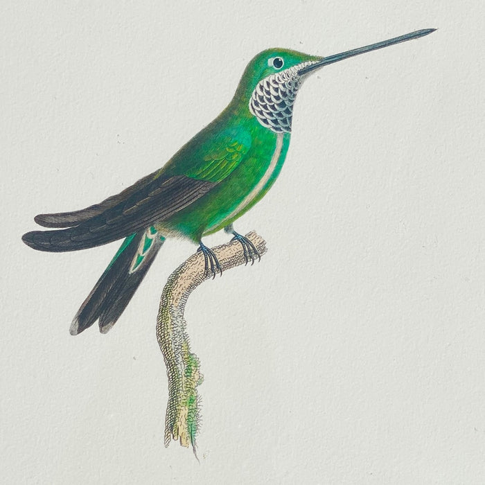 Hummingbird print on paper, 25 x 25cm, by Rafael Neff (represented by LUMAS), from the "Small Open Edition", 2011, in brown wooden frame 28x28cm behind glass for sale by TOMs FLOWer CLUB.