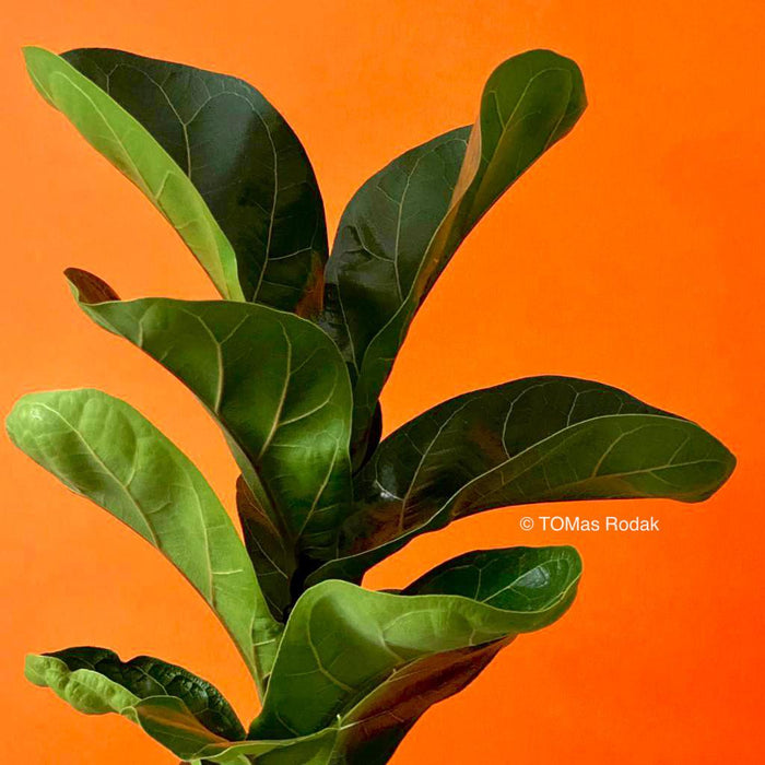 Ficus lyrata compacta in orange background as ART PAPER PRINT by © Tomas Rodak, TOMs FLOWer CLUB, from 10x10cm to 50x50cm available for unlimited sale.