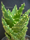 Aloe Nobilis, organically grown succulent plants for sale at TOMs FLOWer CLUB.