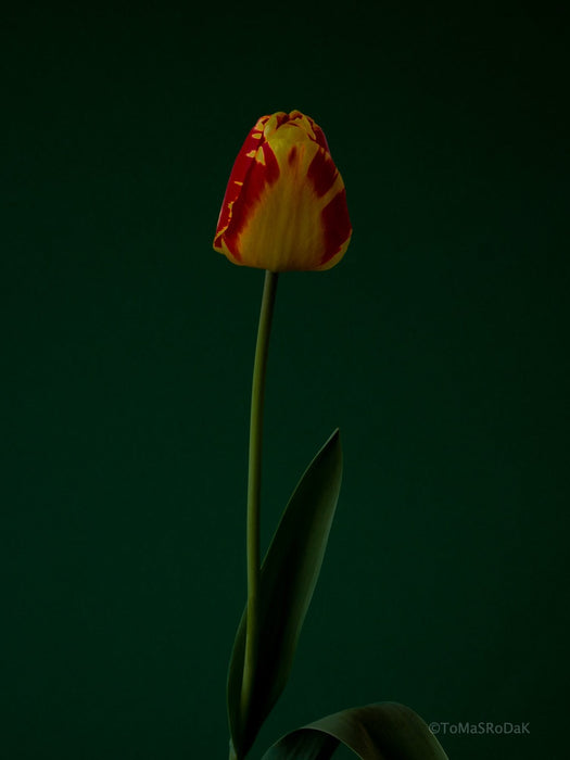 Red - yellow - green, old masters inspired, tulip still life photo by TOMas Rodak in minimalistic design available for sale at TOMs FLOWer CLUB