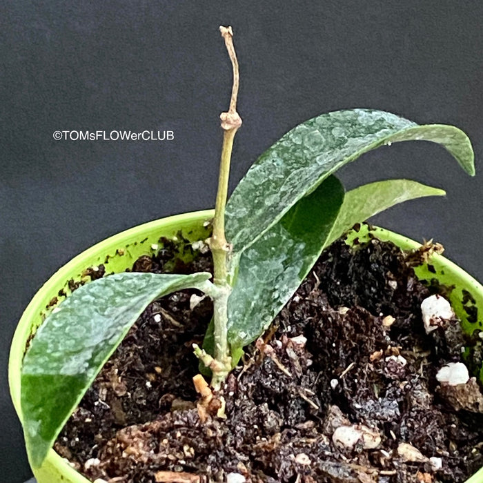 Hoya Chlorantha, organically grown tropical plants for sale at TOMsFLOWer CLUB.