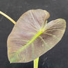 Colocasia Illustris, organically grown tropical plants for sale at TOMsFLOWer CLUB.