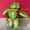 Iresine Herbstii Aureoreticulata, yellow leaf, beefsteak plant, organically grown tropical plants for sale at TOMsFLOWer CLUB.