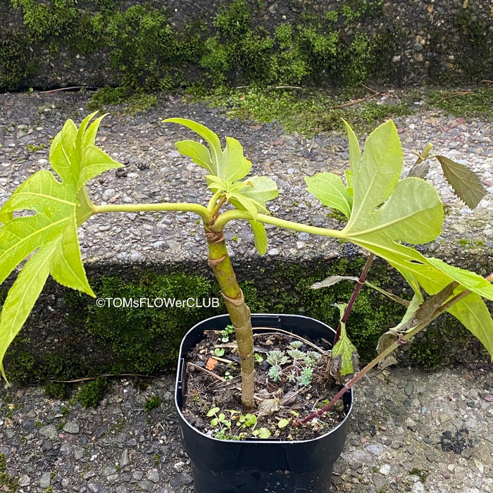 Fatsia japonica, organically grown plants for sale at TOMsFLOWer CLUB Fatsia japonica Japanese aralia Evergreen shrub Hardy plant Shade-loving plant Large leaves White flowers Landscaping plant Garden plant Ornamental plant Low maintenance plant Indoor plant Outdoor plant Foliage plant Bushy plant.