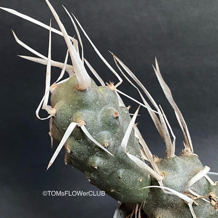 Tephrocactus Articulatus Papyracanthus, organically grown succulent plants for sale at TOMsFLOWer CLUB.