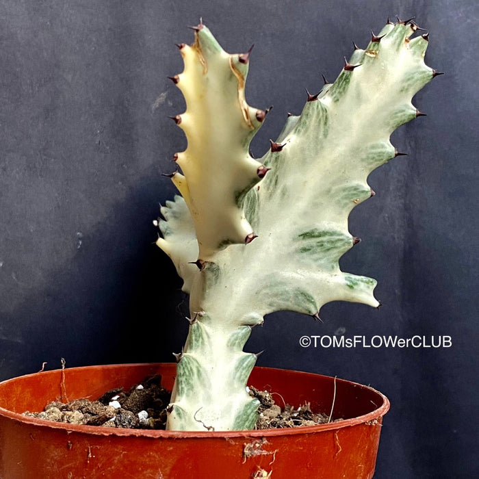 Euphorbia lactea alba, white- grey ghost, organically grown succulent plants for sale at TOMsFLOWer CLUB