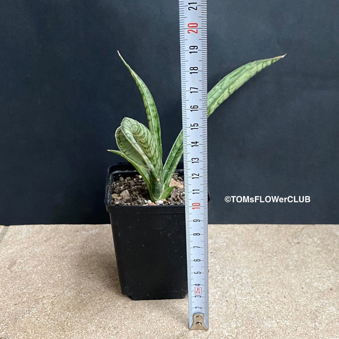Sansevieria Crocodile Rock, organically grown succulent plants for sale at TOMsFLOWer CLUB.