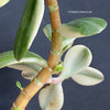 Crassula Ovata Albo-Variegata, organically grown sun loving succulent plants for sale at TOMsFLOWer CLUB