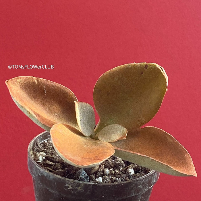 Kalanchoe orgyalis, organically grown succulent plants for sale at TOMsFLOWer CLUB.