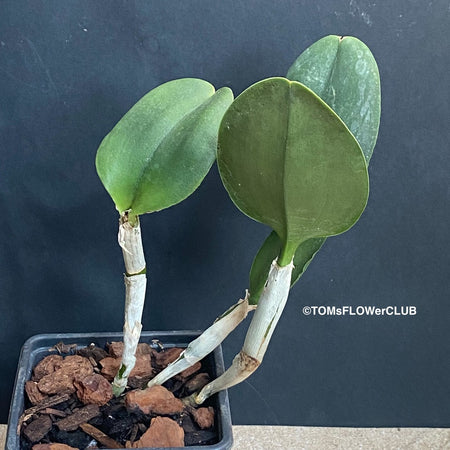 Cattleya Dolosa Alba, white flowering orchid, organically grown tropical plants for sale at TOMsFLOWer CLUB