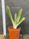 Gasteria Little Warty, organically grown succulent plants for sale at TOMsFLOWer CLUB.