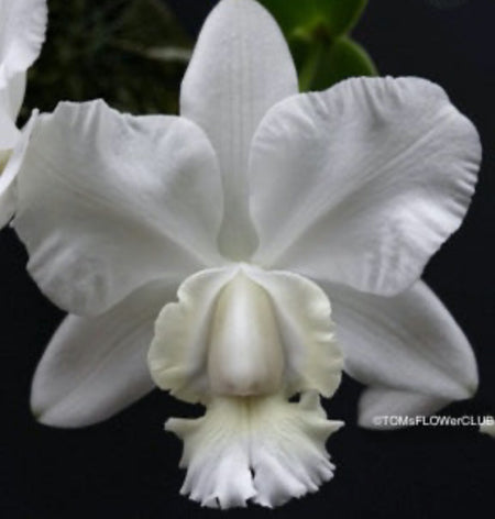 Cattleya Dolosa Alba, white flowering orchid, organically grown tropical plants for sale at TOMsFLOWer CLUB