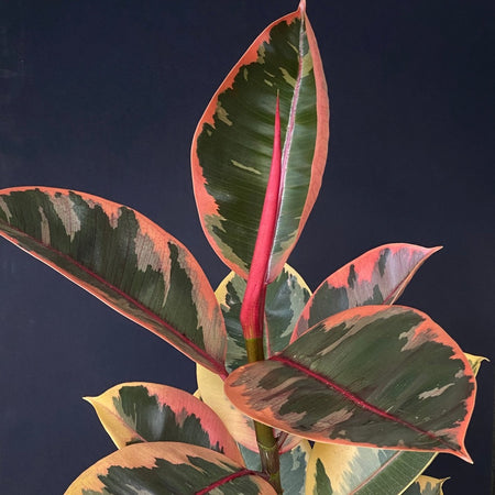 Ficus Elastica Variegata Red Ruby, organically grown plants for sale at TOMsFLOWer CLUB. 