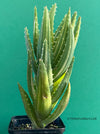 Aloe Nobilis Aurea Variegata, organically grown succulent plants for sale at TOMs FLOWer CLUB.