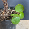 Pilea peperomioides on stem, organically grown tropical plants for sale at TOMsFLOWer CLUB.