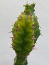 Euphorbia Ledienii, organically grown succulent plants for sale at TOMsFLOWer CLUB.