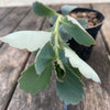 Kalanchoe Fedtschenkoi, organically grown succulent plants for sale at TOMsFLOWer CLUB.