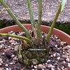 Dioon Spinulosum, Cycas, organically grown palm fern plants for sale at TOMsFLOWer CLUB.