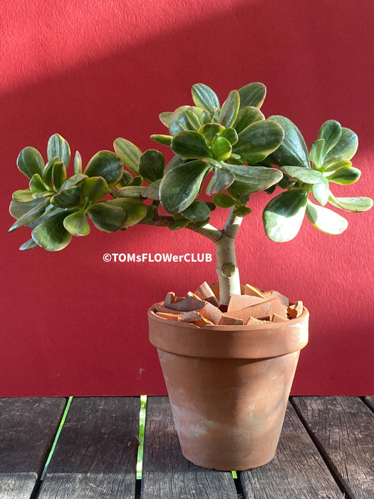 Crassula Ovata Variegata, bonsai tree in clay pot, cat friendly, money tree, organically grown succulent plants for sale at TOMsFLOWer CLUB