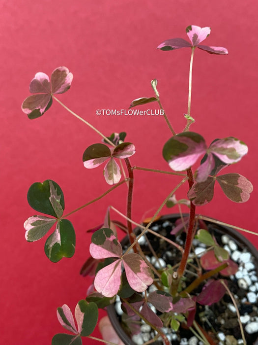 Oxalis Spiralis Vulcanicola "Plum Crazy", Variegated Volcanic Sorrel, lucky clover, shamrock, organically grown plants for sale at TOMsFLOWer CLUB.
