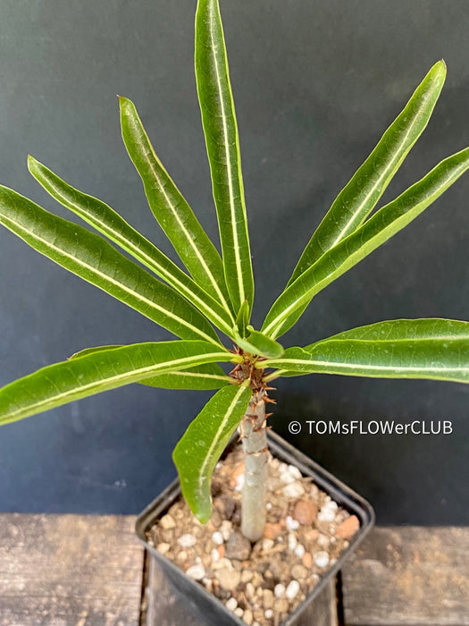 Pachypodium Rutenbergianum, organically grown Madagaskar succulent plants for sale at TOMsFLOWer CLUB.