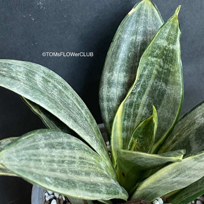 Sansevieria Hahnii Silver Frost, organically grown succulent plants for sale at TOMsFLOWer CLUB.