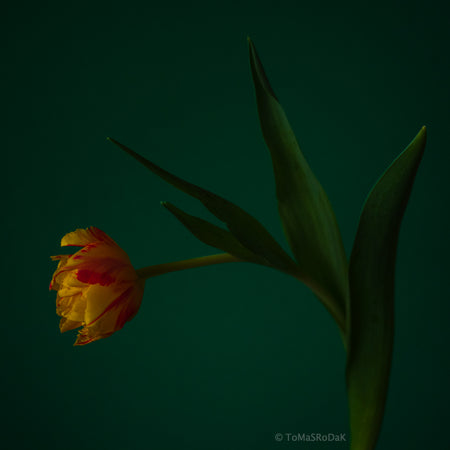 Yellow Tulip as ART PAPER PRINT by © Tomas Rodak, TOMs FLOWer CLUB, from 10x10cm up to 50x50cm available for unlimited sale.