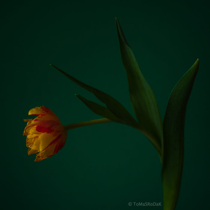 Yellow Tulip as ART PAPER PRINT by © Tomas Rodak, TOMs FLOWer CLUB, from 10x10cm up to 50x50cm available for unlimited sale.