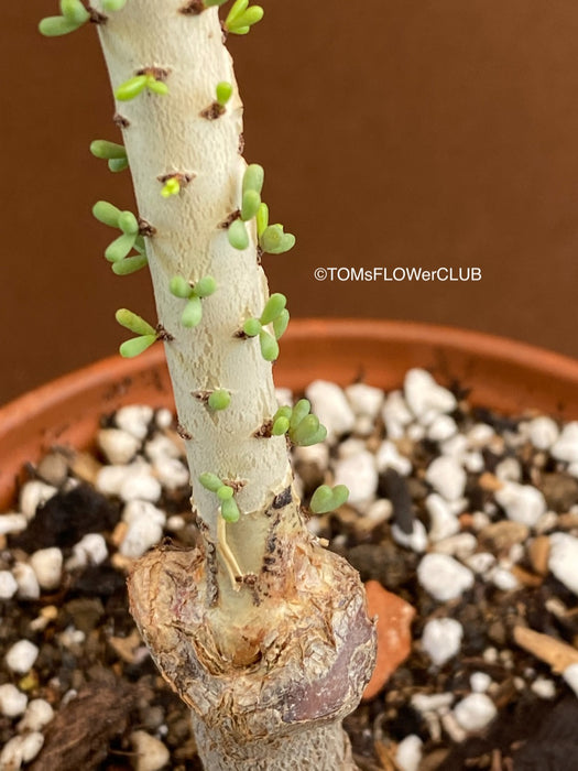 Ceraria namaquensis / Namaqua porkbush, organically grown sun loving South African succulent plants for sale at TOMs FLOWer CLUB.