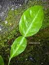 Citrus Hystrix, Kaffir lime, Kaffir Limette, organically grown tropical citrus plants for sale at TOMs FLOWer CLUB.