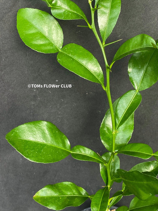 Citrus Hystrix, Kaffir lime, Kaffir Limette, organically grown tropical citrus plants for sale at TOMs FLOWer CLUB.