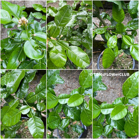 Citrus Hystrix, Kaffir lime, organically grown tropical plants for sale at TOMs FLOWer CLUB.