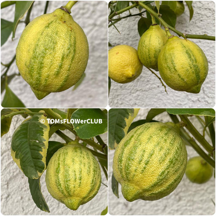 Lemon tree / Citrus limon foliis variegatis sanguineum, variegata, variegated lemon tree, organically grown tropical plants for sale at TOMs FLOWer CLUB