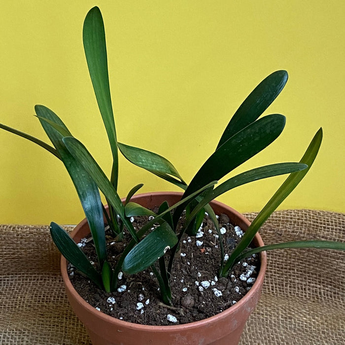 Yellow flowering Clivia Miniata Citrina, organically grown tropical plants for sale at TOMs FLOWer CLUB