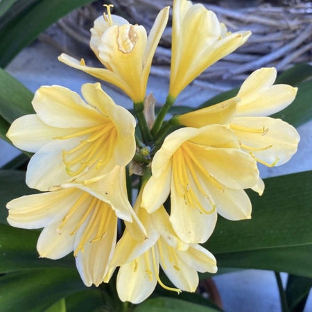 Yellow flowering Clivia Miniata Citrina, organically grown tropical plants for sale at TOMs FLOWer CLUB