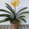 Yellow flowering Clivia Miniata Citrina, organically grown tropical plants for sale at TOMs FLOWer CLUB