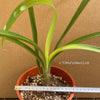 Clivia Robusta, organically grown plants by TOMs FLOWer CLUB for sale.